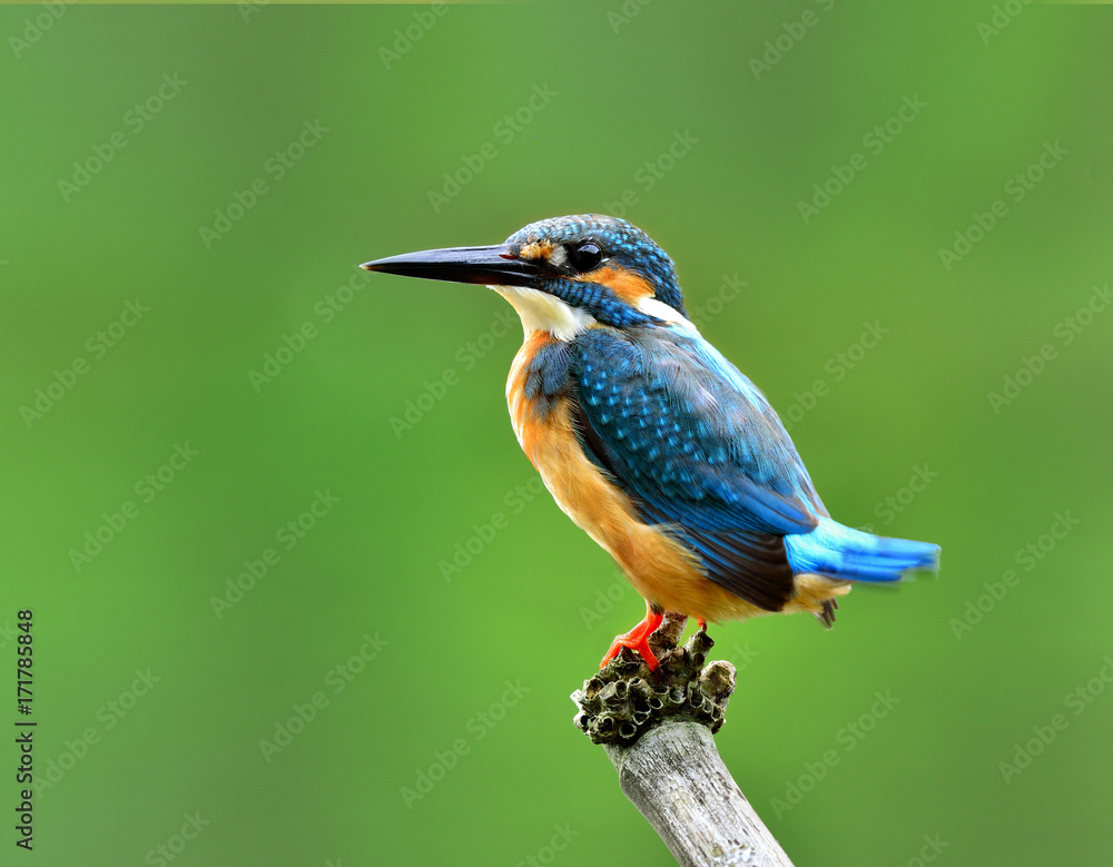 普通翠鸟雄性（Alcedo atthis）欧亚翠鸟或河翠鸟，美丽的蓝色bi