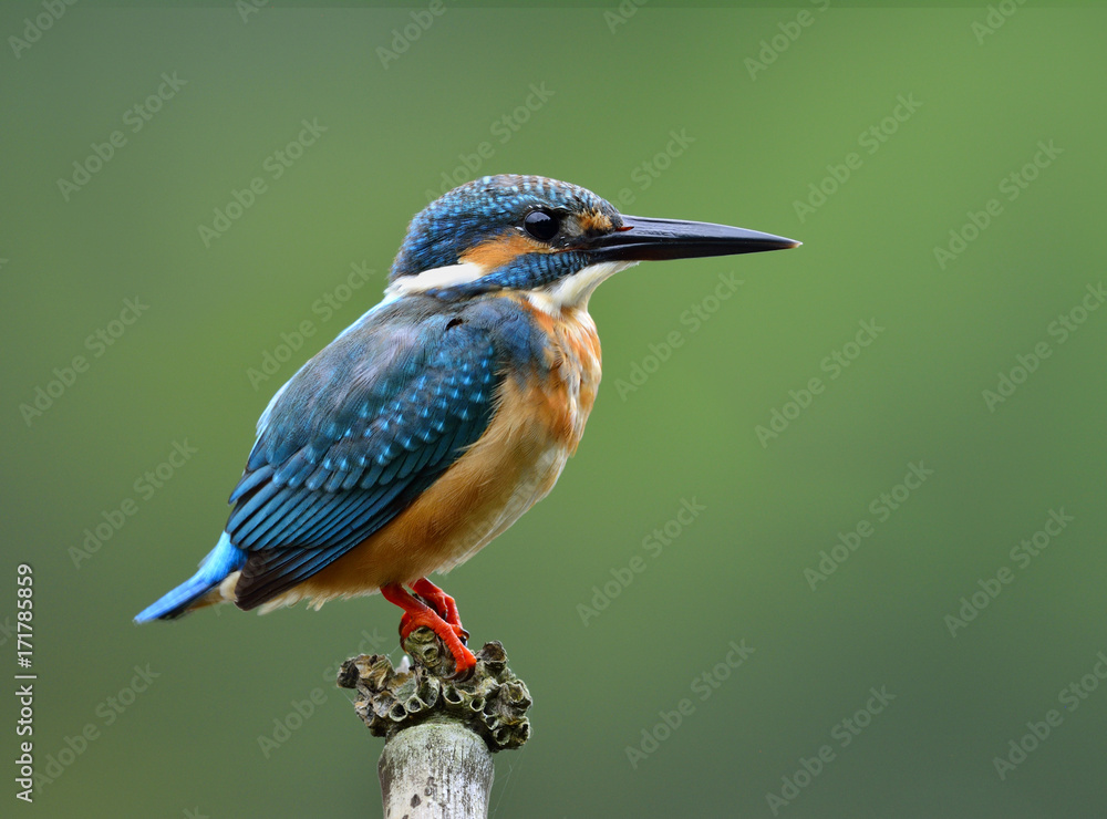 普通翠鸟（Alcedo atthis）欧亚或河流翠鸟的雄性，栖息着华丽的蓝色鸟类