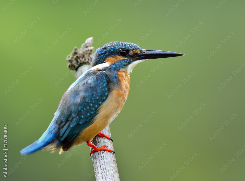 普通翠鸟（Alcedo atthis）的雄性，栖息在干竹签上的美丽的蓝鸟