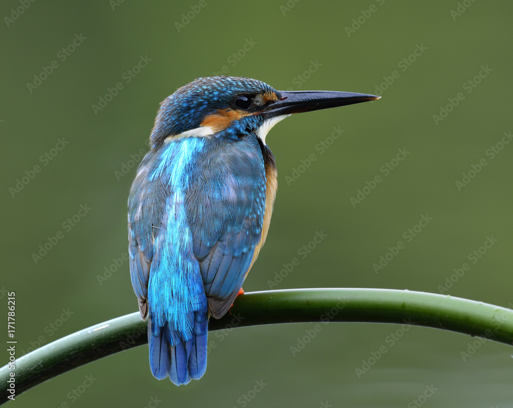 普通翠鸟的雄性（Alcedo atthis），一种美丽的蓝色鸟，背部羽毛轮廓为p。