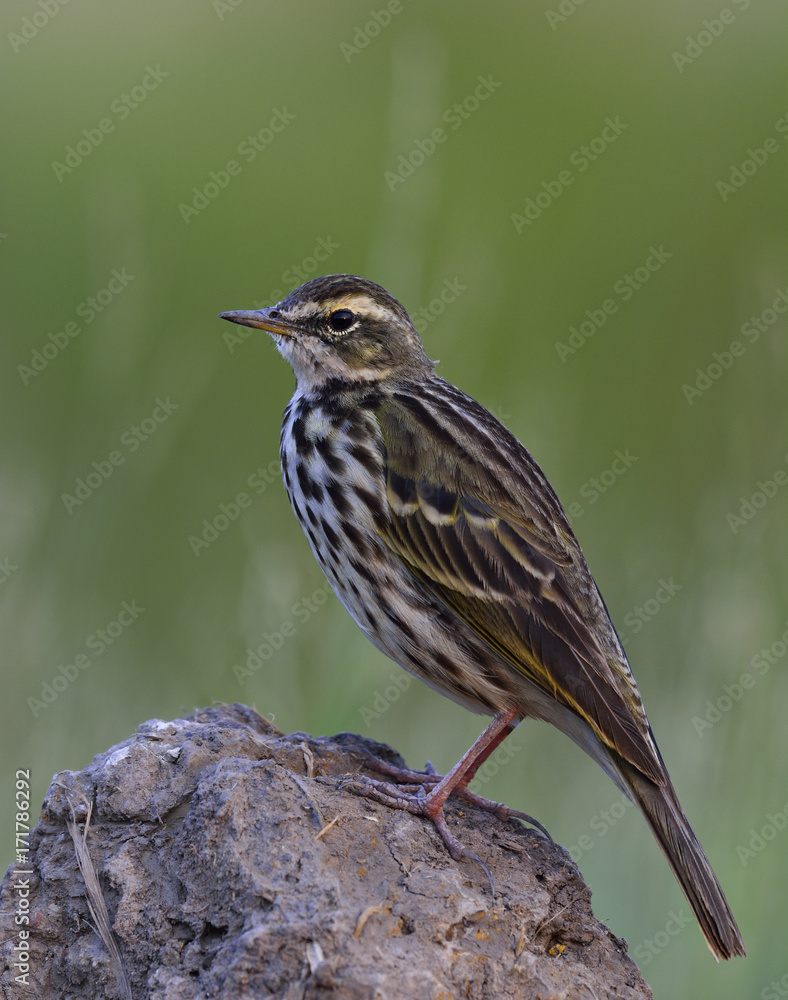 Rosy Pipit (Anthus roseatus) pale green with black stripe feathers in none breeding plumage perching