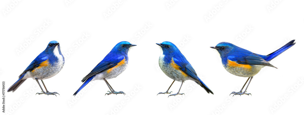 Set of Himalayan bluetail or Orange-flanked Bush-robin (Tarsiger rufilatus) beautiful blue bird with