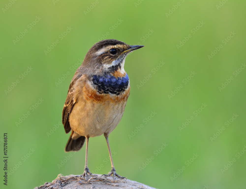 蓝喉雀（Luscinia svecica）是一种冬季来泰国旅游的鸟类，喉咙上的蓝色较少