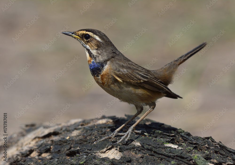 蓝喉雀（Luscinia svecica）是一种冬季来泰国旅游的鸟类，其喉咙上的蓝色较少