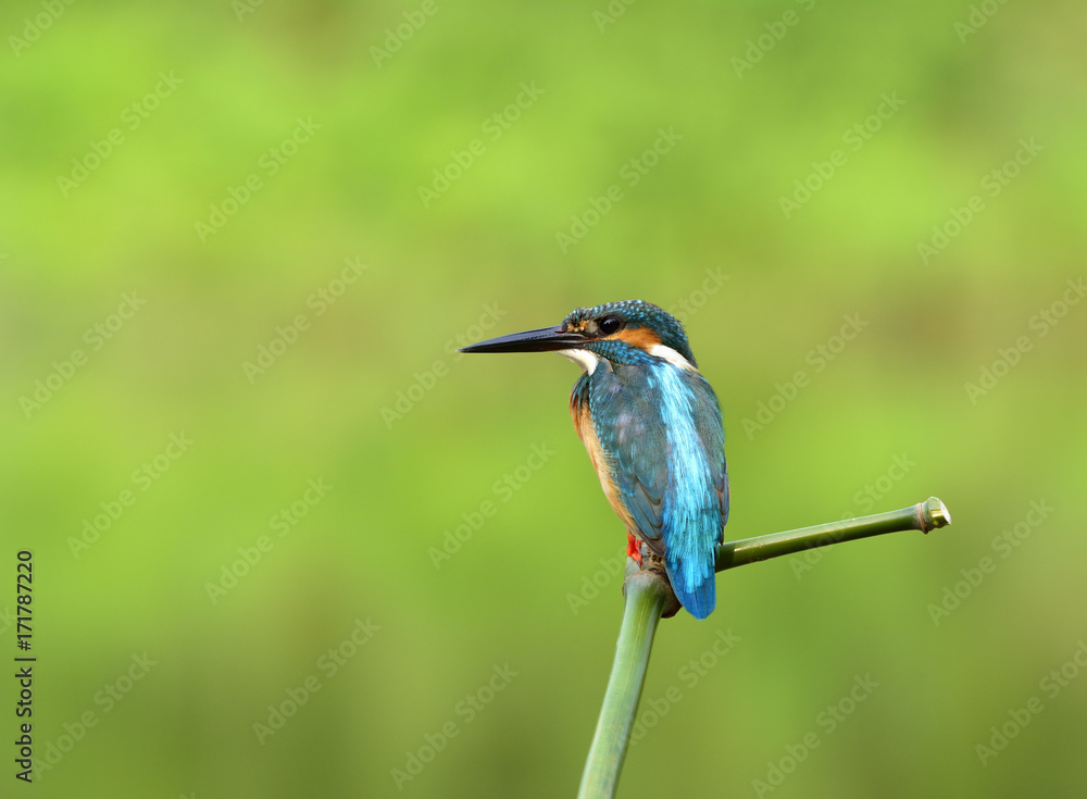 普通翠鸟的广角镜头（Alcedo atthis）美丽的蓝鸟坐在t的竹栖木上