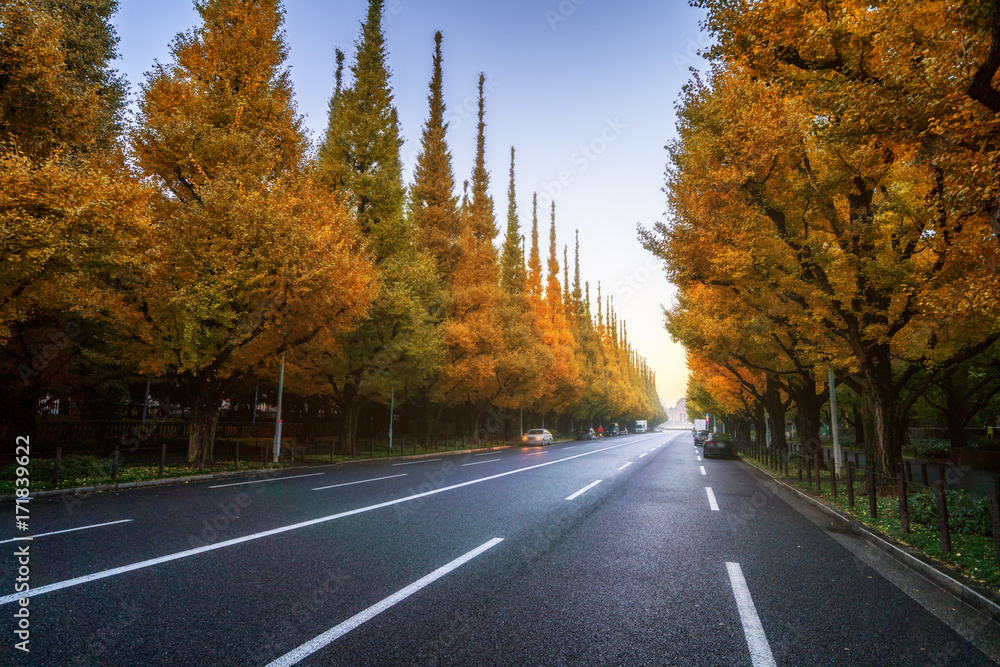 路边绿树成荫的美丽道路