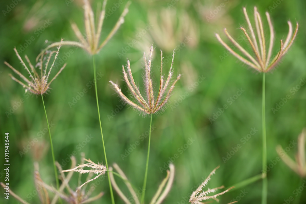 close up of reeds grass with green background.