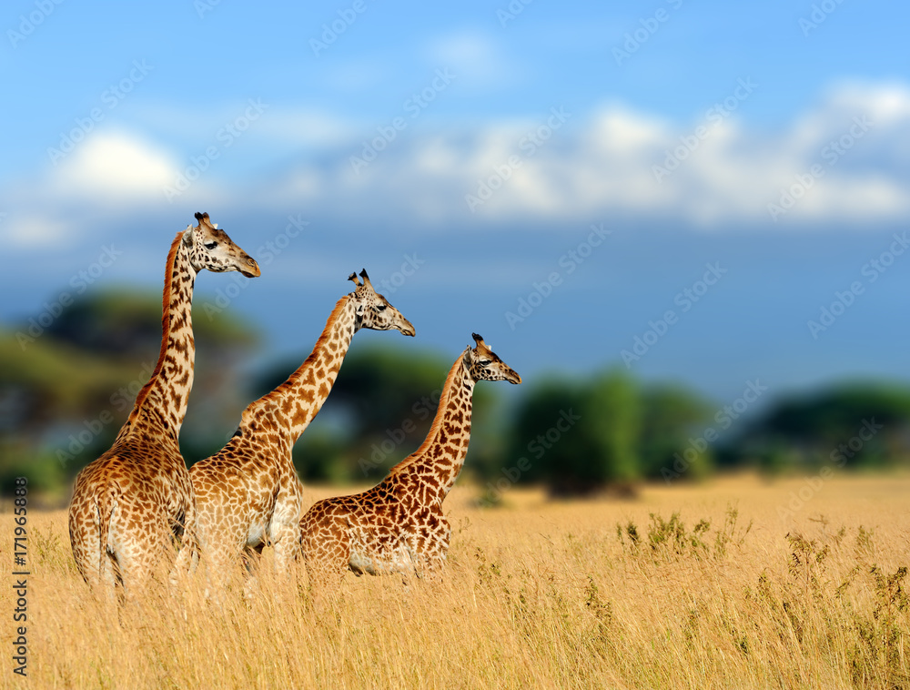 Giraffe in the nature habitat, Kenya, Africa