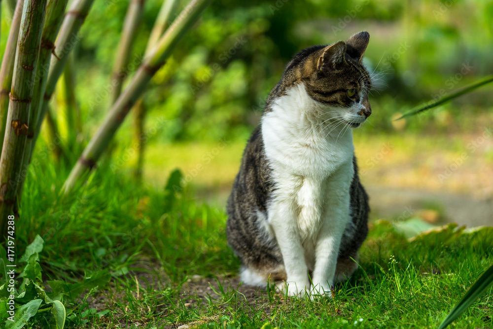 汤姆猫坐在草地上