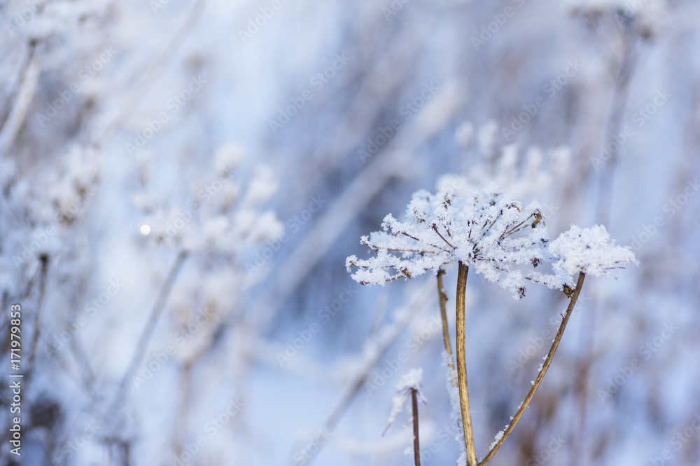 冰雪覆盖的草地冬季景观