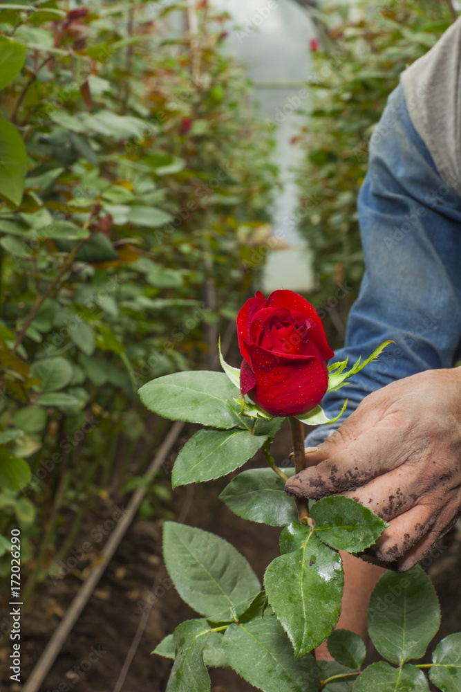 rosa cultivo cosecha