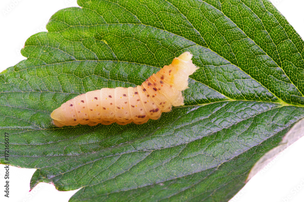  Сaterpillar on a white