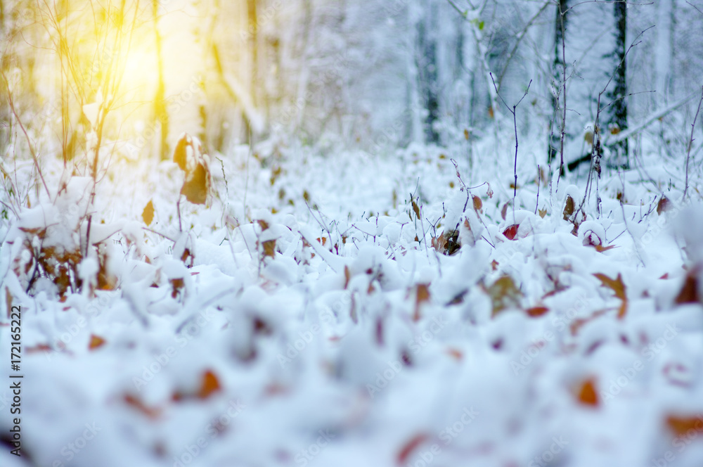 阳光下雪地里的黄叶