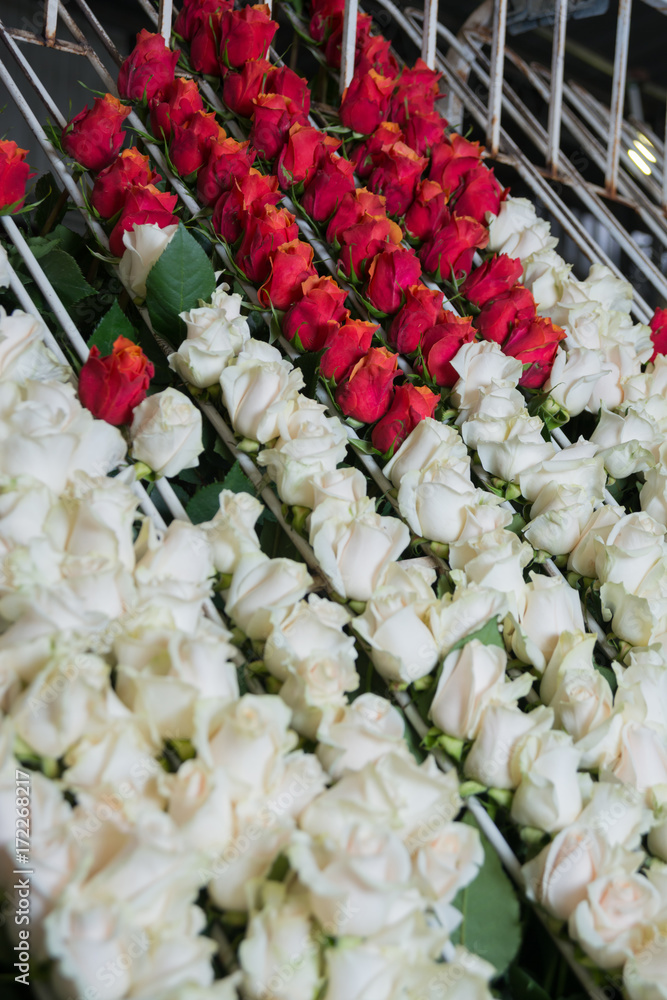 rosas multicolores para exportación 