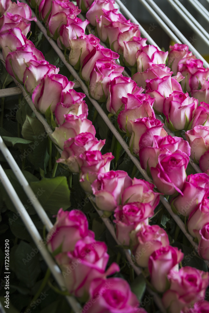 cadena de producción de rosas rosadas de ecuador