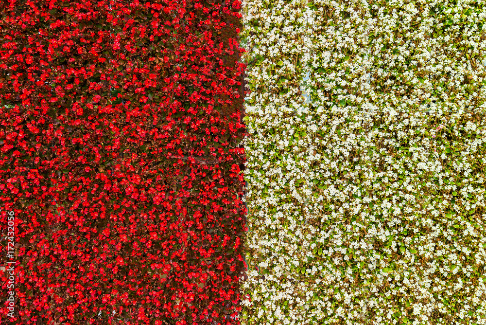 Flowers wall Red and white