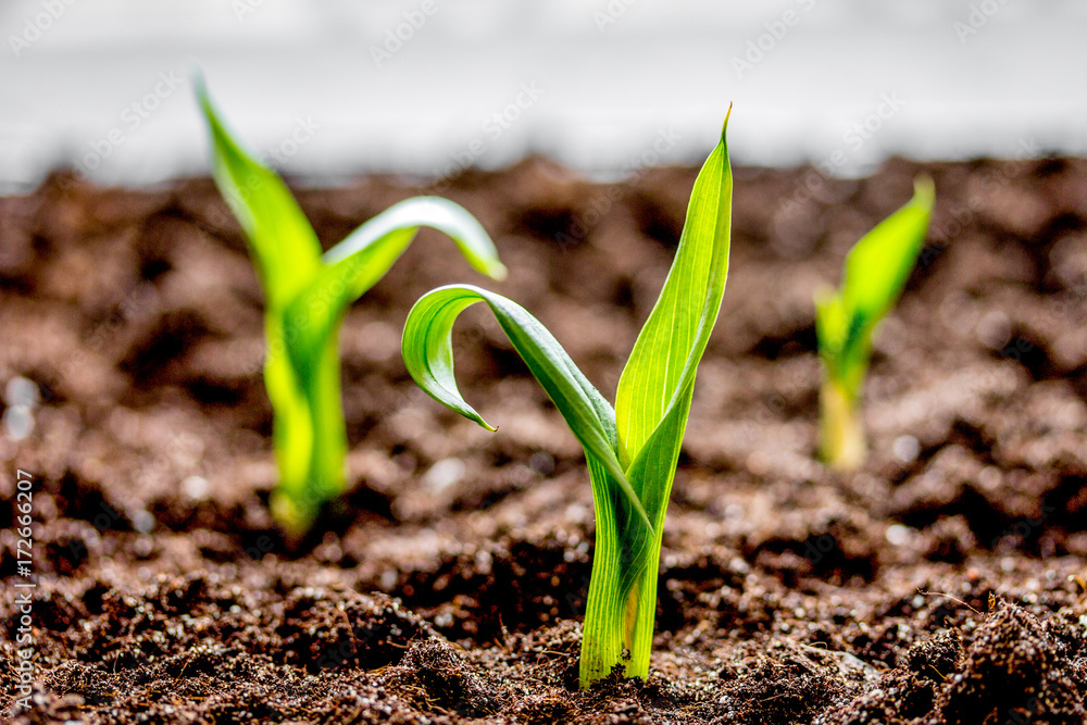 Concept appearance of life - sprout from soil close up