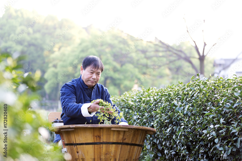 亚洲老人在茶园泡绿茶