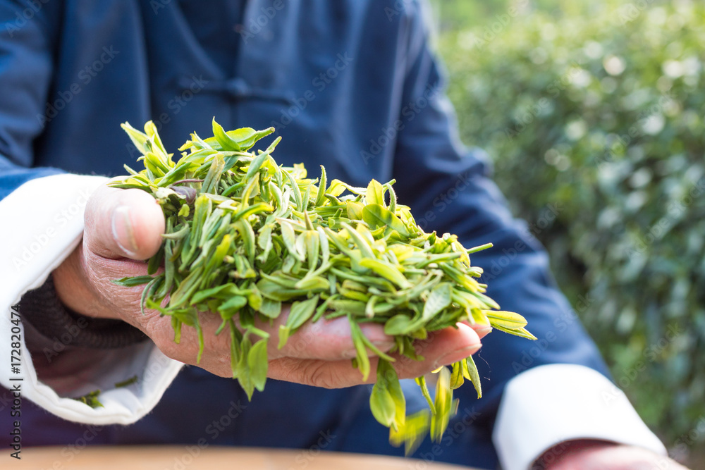 亚洲老人在茶园泡绿茶