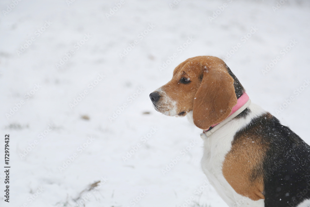 戴着粉色项圈的小猎犬在雪地里公园散步