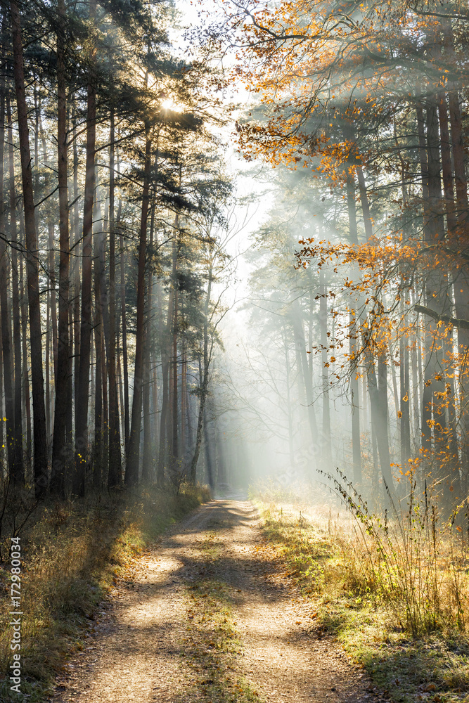 Wald vom Sonnenlicht durchflutet