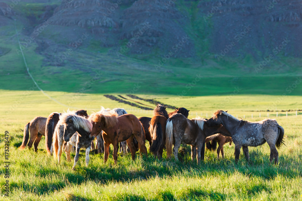 Herd of icelandic horses