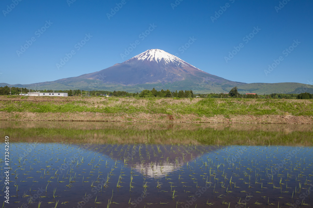 春天的富士山和稻田