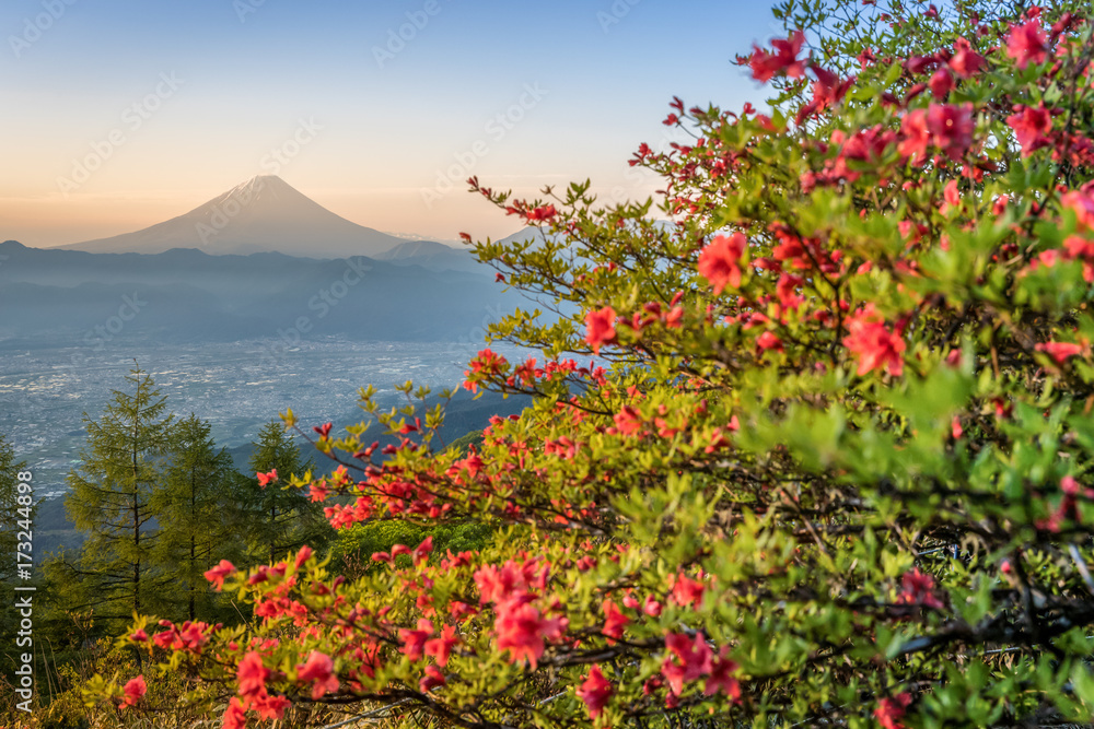 春季的日本杜鹃花和富士山。杜鹃花或Tsutsuji-Ja的春季花朵