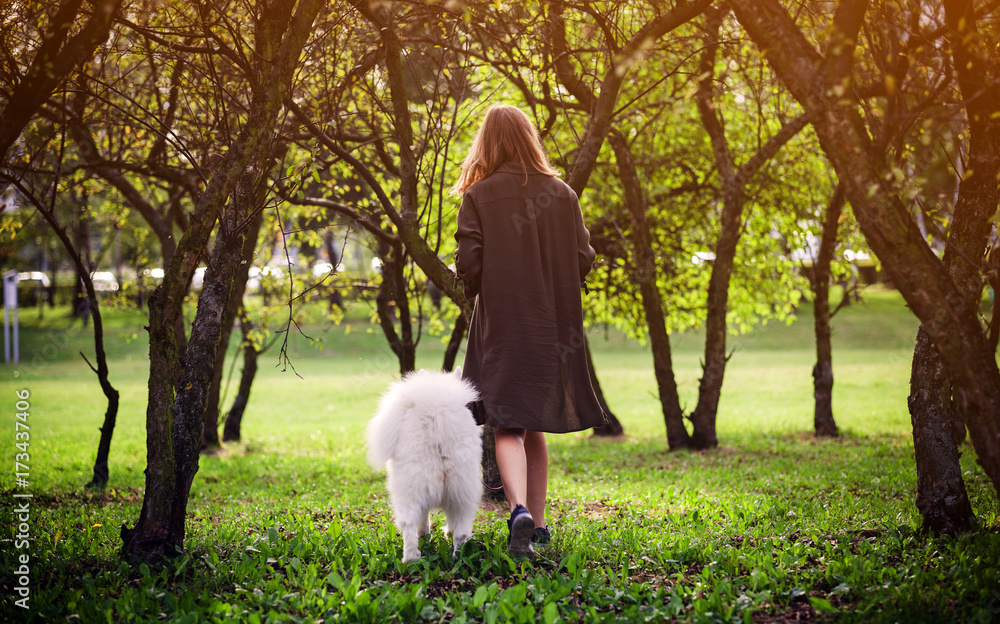 年轻女孩在公园遛萨摩耶犬