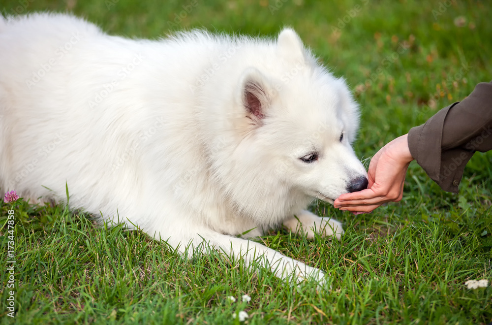 女主人亲手喂萨摩耶犬食物