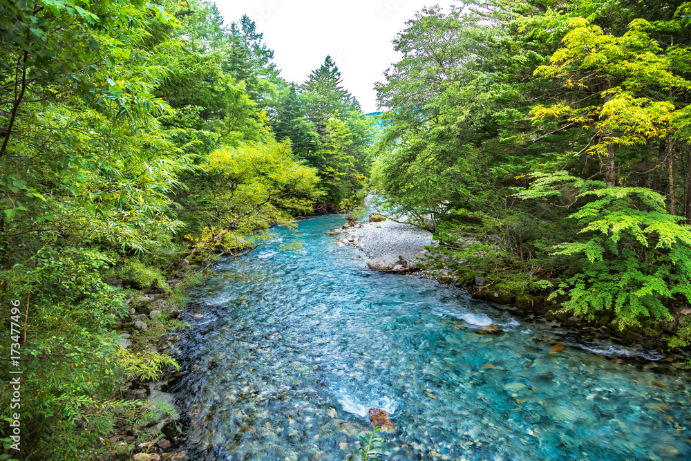 山奥の木々と川の流れ