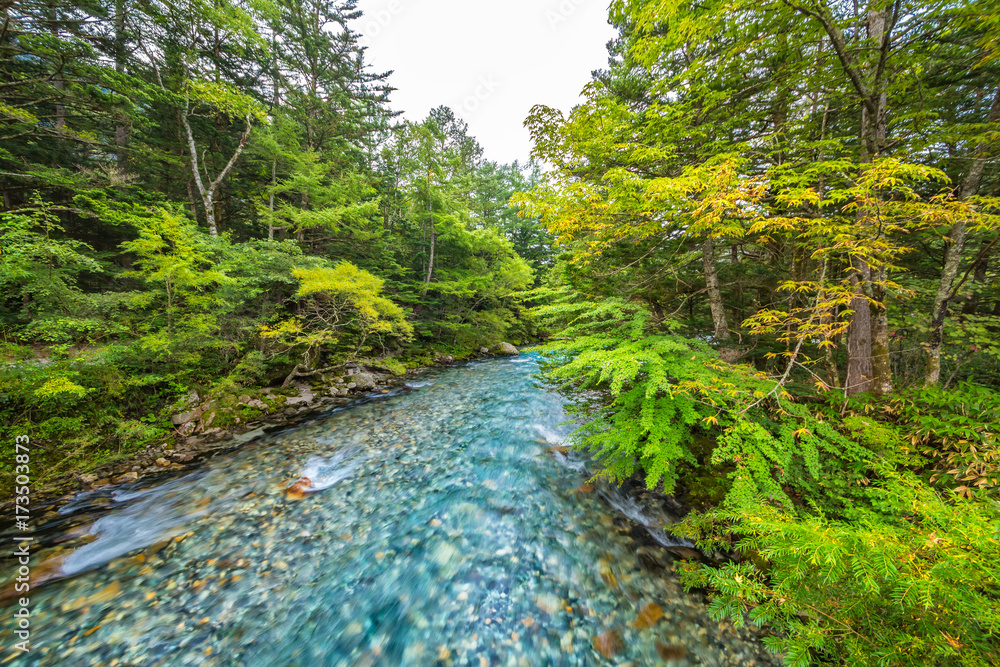 山奥の木々と川の流れ