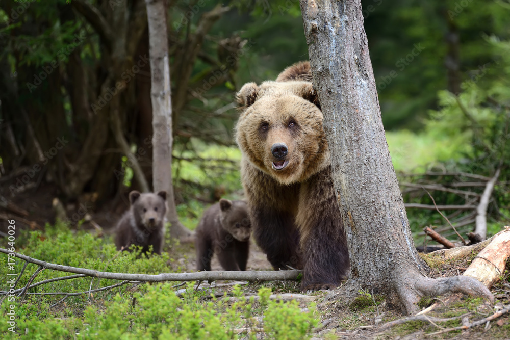 Brown bear and cub