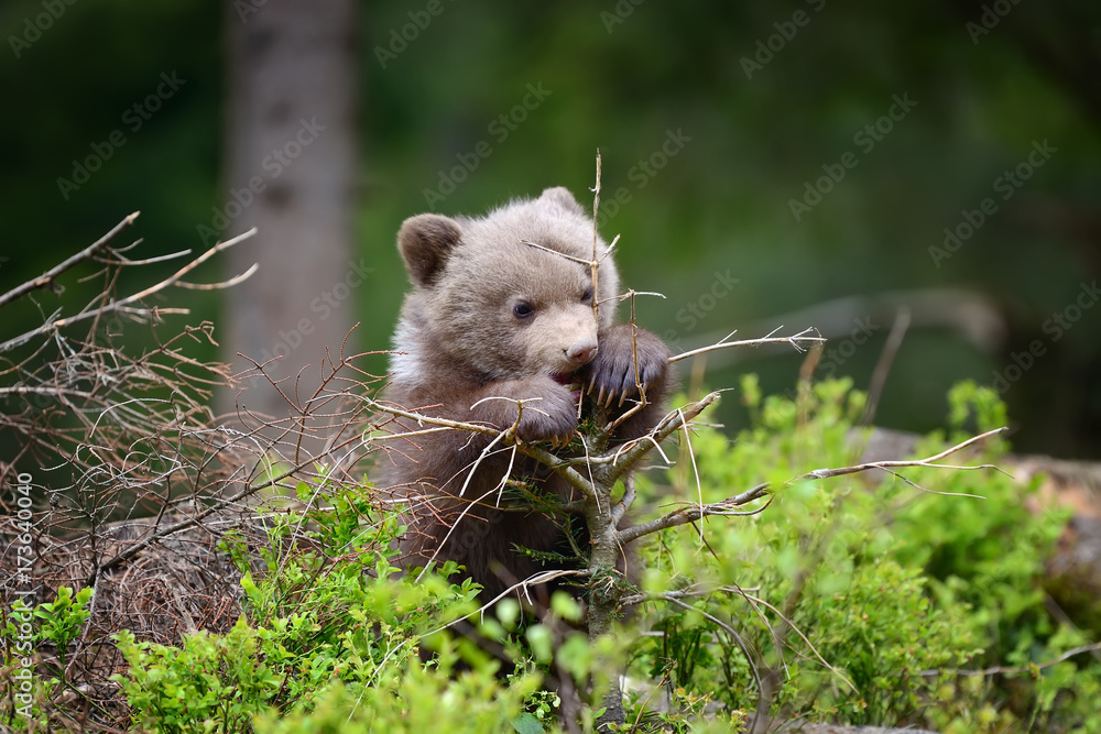 Young brown bear in the forest