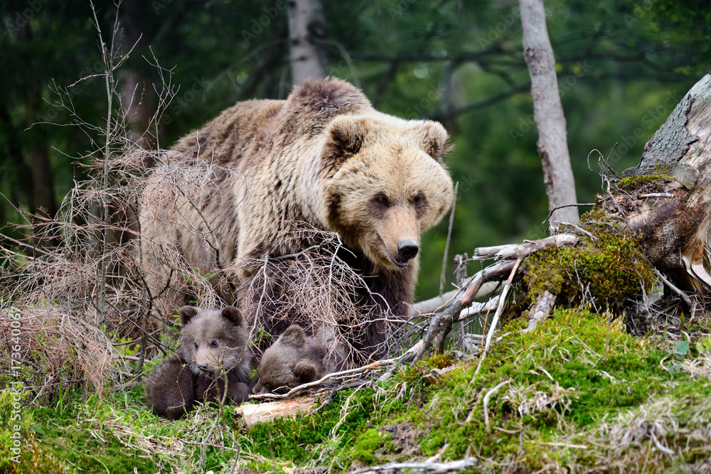 Brown bear and cub