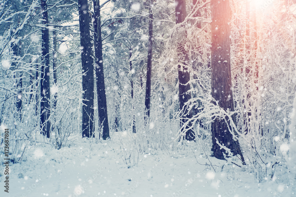 Pine trees covered with snow on frosty evening. Beautiful winter panorama