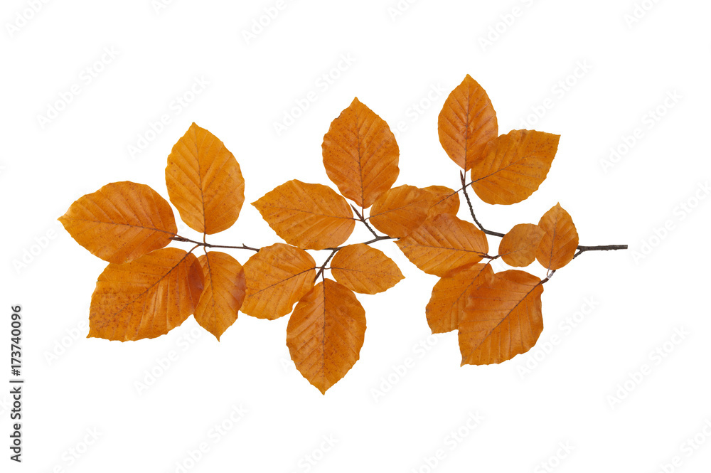  autumn leaves isolated on white