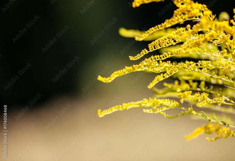 野生草甸植物群特写，生态自然宏观