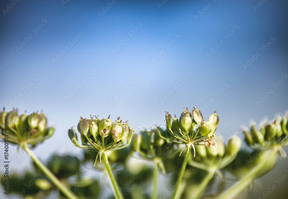 野生草甸植物群特写，生态自然宏观