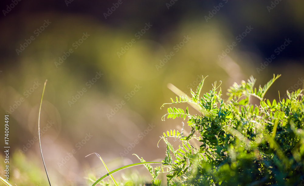 野生草甸植物群特写，生态自然宏观