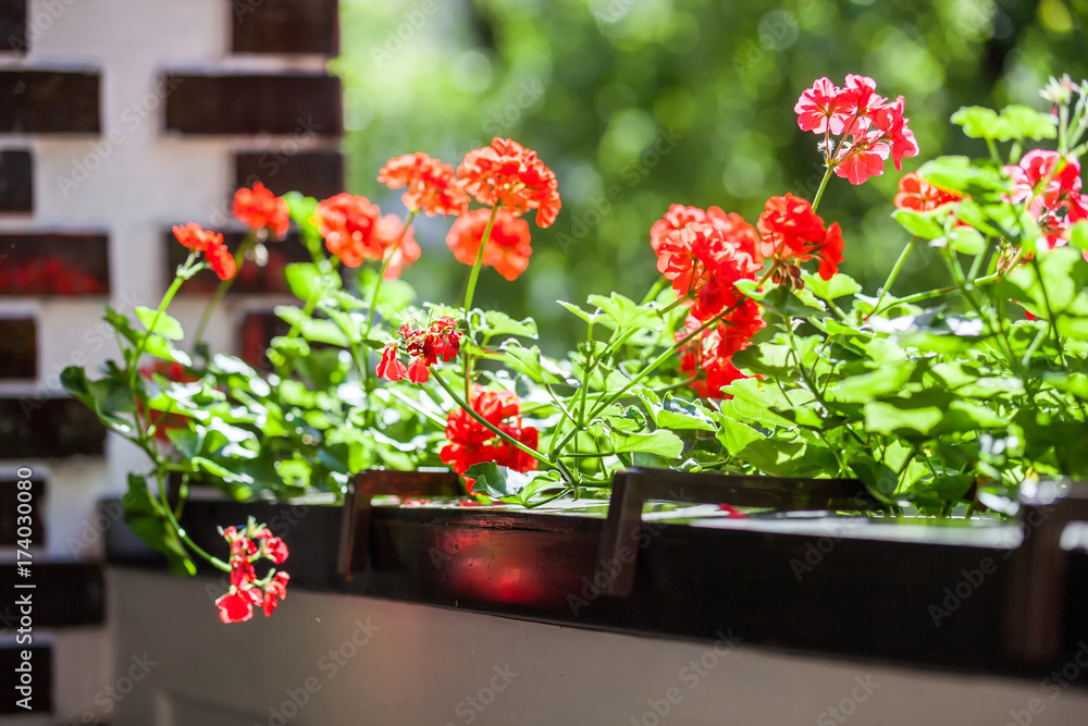 Balcony flowers, home garden with blossom of geranium