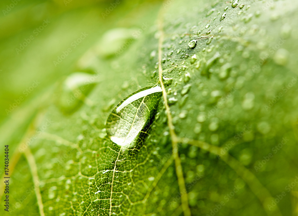 葡萄叶子上有露水。绿叶上有美丽的雨滴。清晨有露水