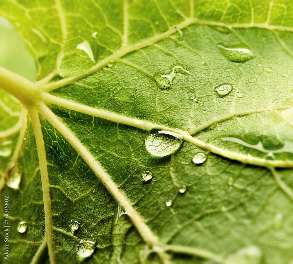 葡萄叶子上有露水。绿色叶子上有美丽的雨滴。早晨有露水