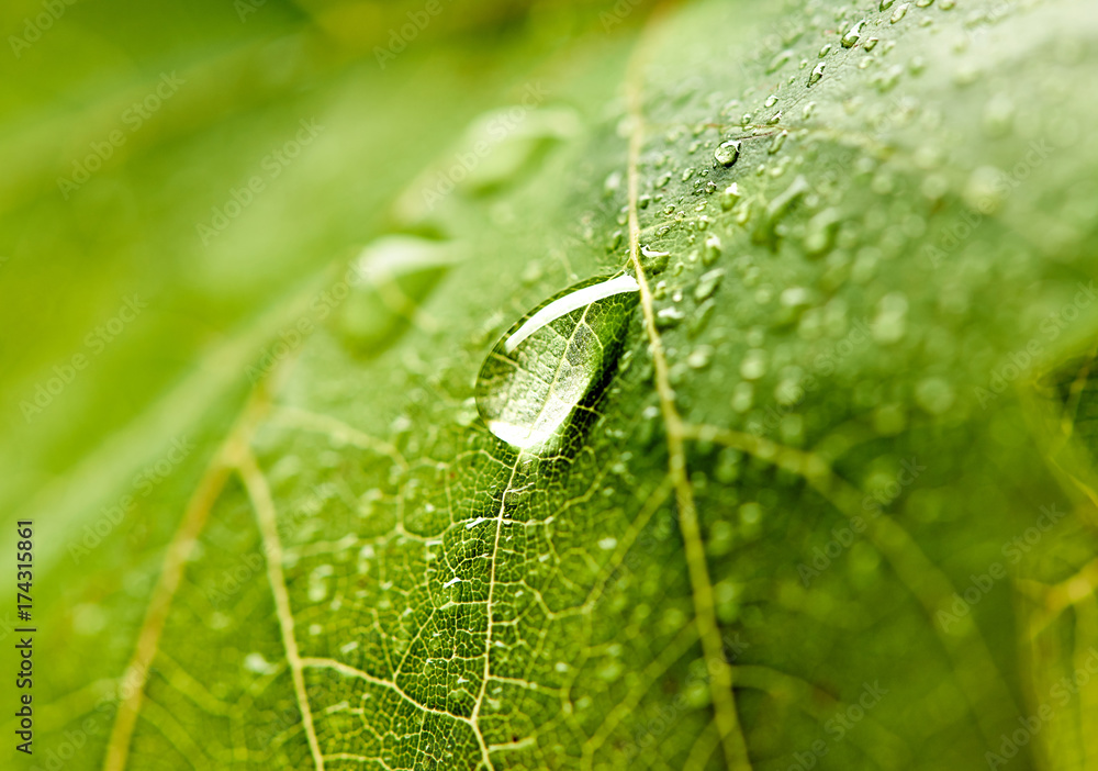 葡萄叶子上有露水。绿叶上有美丽的雨滴。清晨有露水