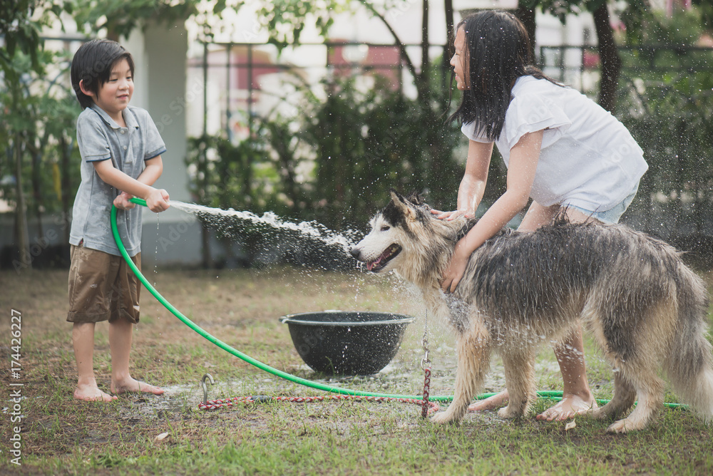 孩子们在夏天洗西伯利亚哈士奇狗