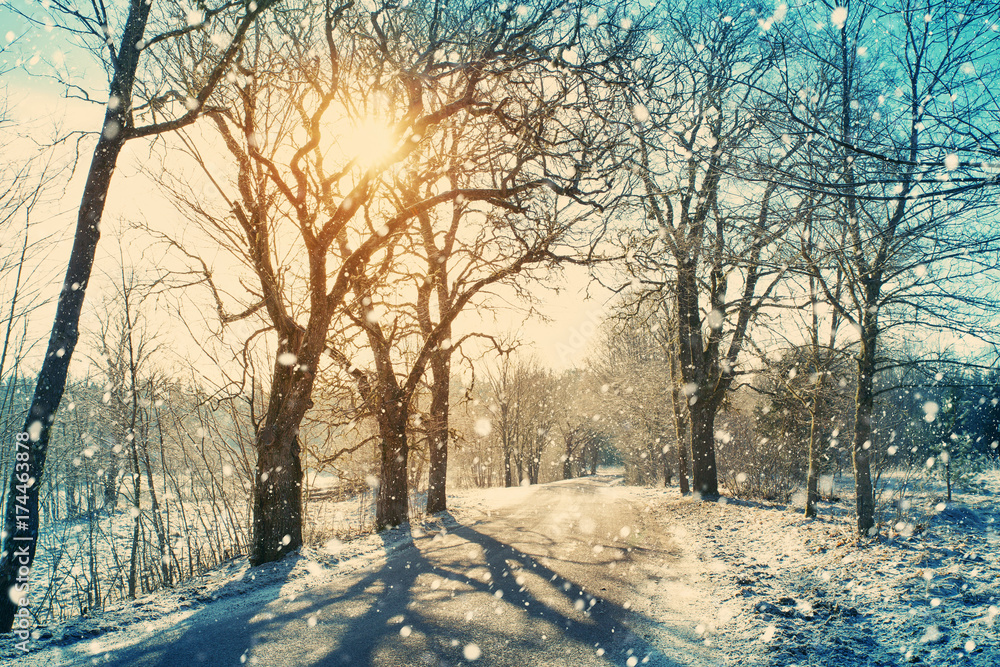 Alley in snowy morning with beautiful trees on the sides