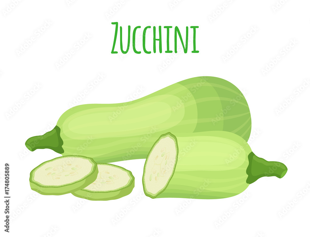 Fresh zucchini squash, vegetarian vegetable. Cartoon flat style. Vector illustration