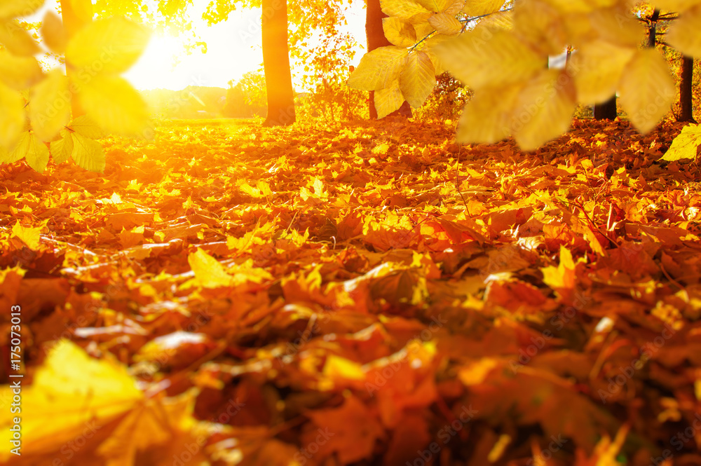  Autumn leaves on the sun