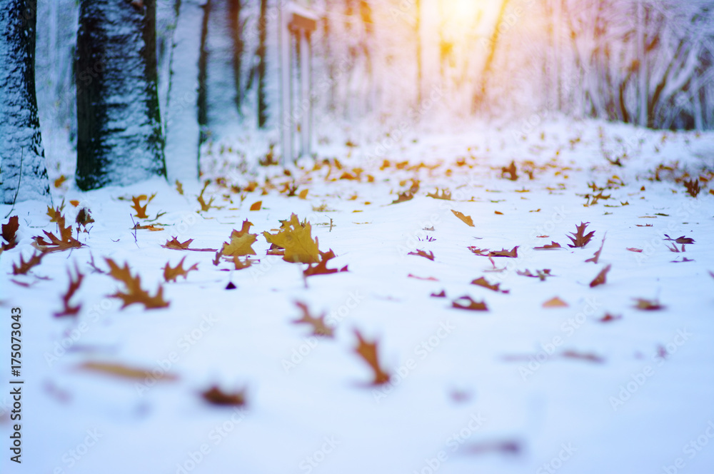 阳光下雪地里的黄叶