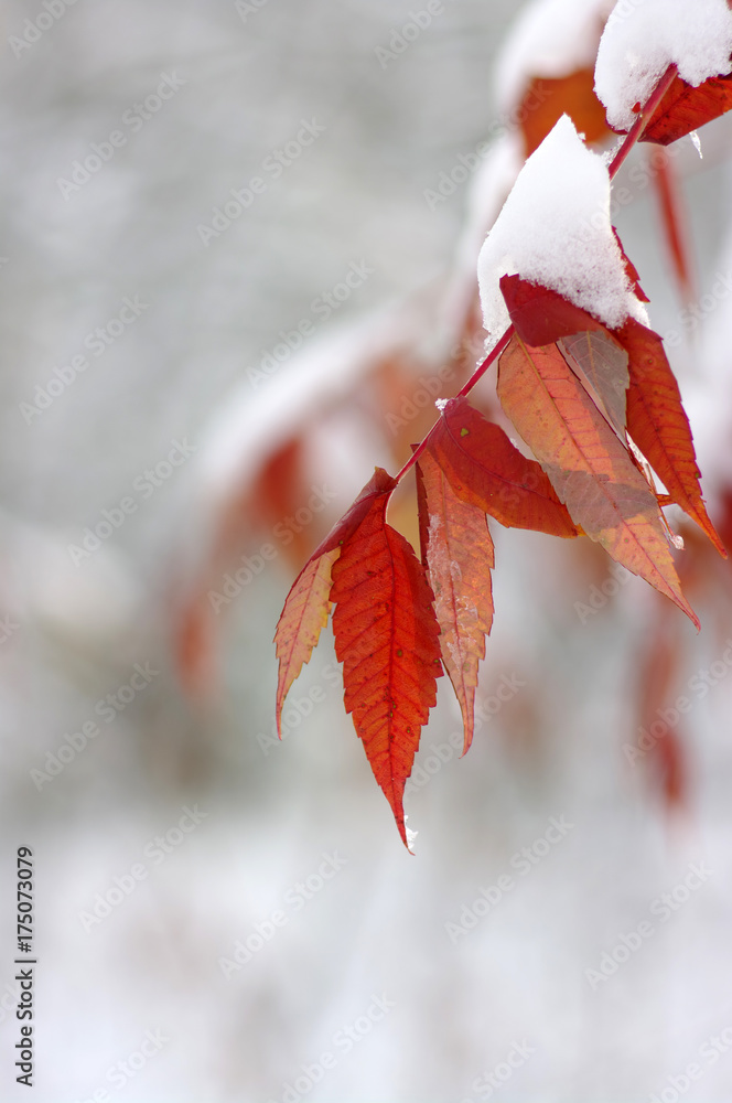 雪中黄叶。